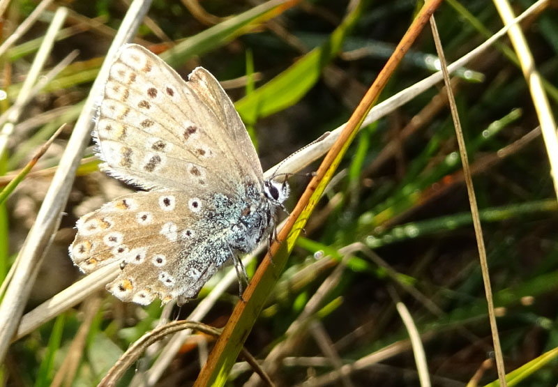 Polyommatus (Lysandra) coridon - Lycaenidae